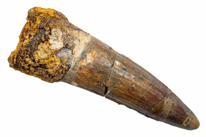 Fossil Spinosaurus Tooth - Real Dinosaur Tooth #345572